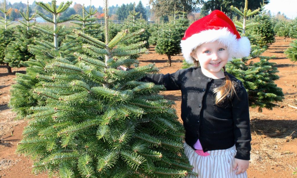 Thee Christmas Tree Company Two Locations Quality